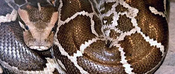 Nicotera, cercano armi e munizioni e trovano un pitone di 1,5 metri