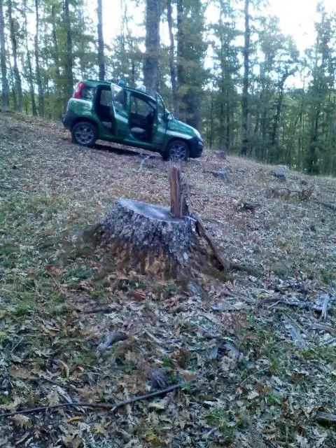 Ruba legna dalle Foreste Rossanesi, arrestato dai carabinieri