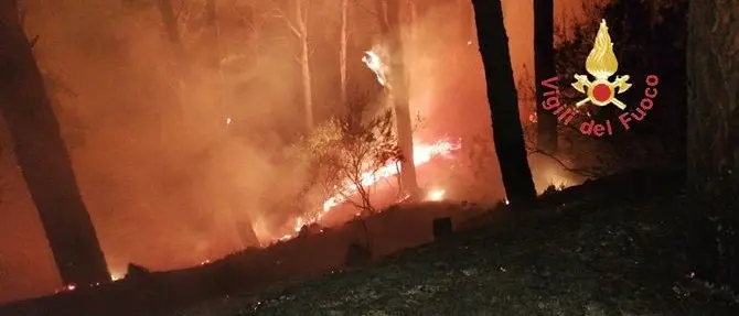 Catanzaro, incendio alla pineta di Siano durante la notte (FOTO)