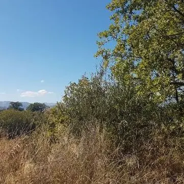 Cuccioli abbandonati salvati con l'ausilio di un drone