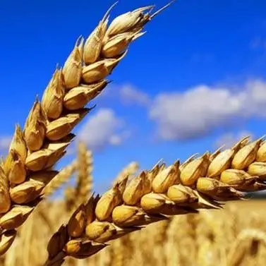 Agricoltura e occupazione, il rapporto Svimez premia la Calabria