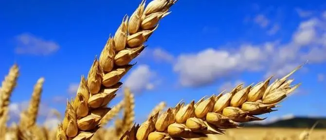 Agricoltura e occupazione, il rapporto Svimez premia la Calabria