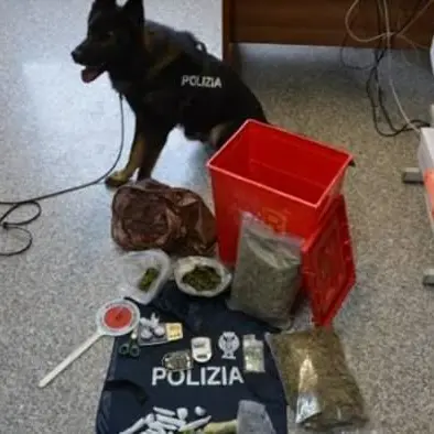 Vibo, arrestato spacciatore grazie al fiuto di Floyd