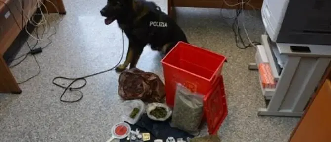 Vibo, arrestato spacciatore grazie al fiuto di Floyd