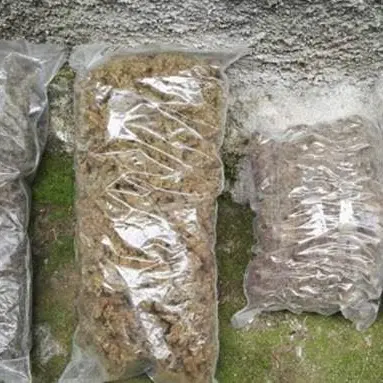 Marijuana in un casolare e tre arresti nella Locride