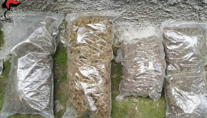 Marijuana in un casolare e tre arresti nella Locride