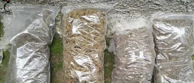 Marijuana in un casolare e tre arresti nella Locride