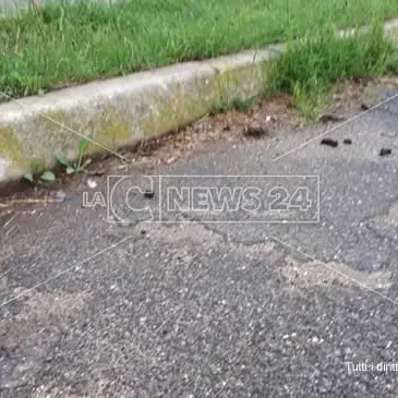 Il parcheggio della scuola è una lettiera per cani. Genitori imbufaliti: «Fotografiamo i “lordazzi”»