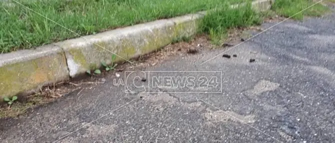 Il parcheggio della scuola è una lettiera per cani. Genitori imbufaliti: «Fotografiamo i “lordazzi”»