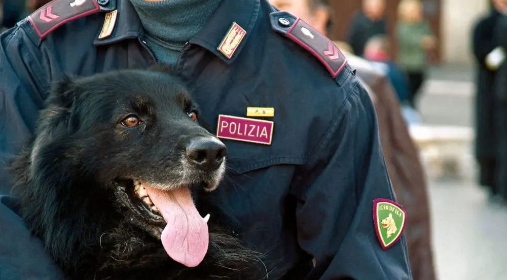 Cosenza, agenti traggono in salvo aspirante suicida