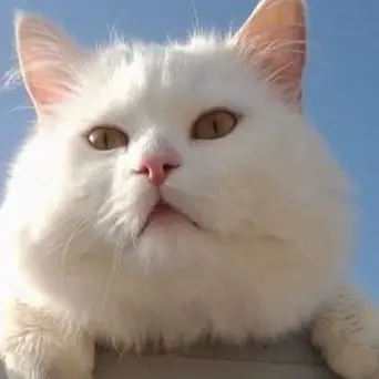 Il gatto-mascotte muore e sui social piovono centinaia di commenti (FOTO)