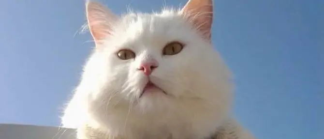 Il gatto-mascotte muore e sui social piovono centinaia di commenti (FOTO)