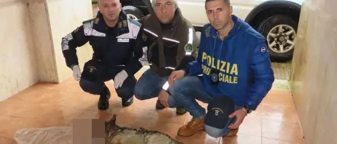 Investito un lupo della Sila: il corpo ora utile per indagini scientifiche