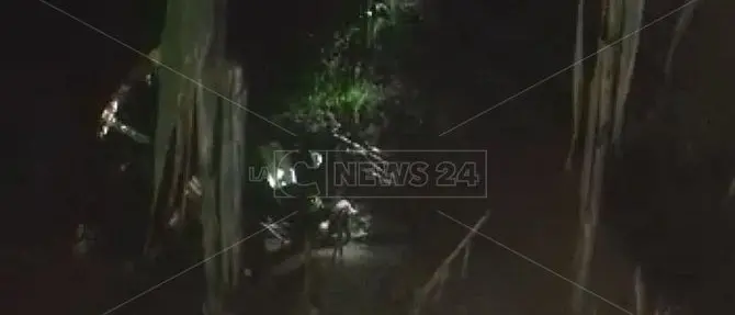 Cane ferito in un fiume a Curinga, salvato dai vigili del fuoco (VIDEO)