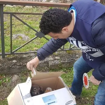 Cuccioli abbandonati a Donnici, salvati dalla polizia municipale