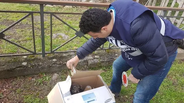 Cuccioli abbandonati a Donnici, salvati dalla polizia municipale