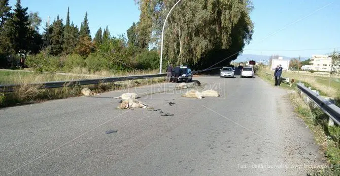 Strage di pecore a Pizzo, auto in corsa ne uccide sei