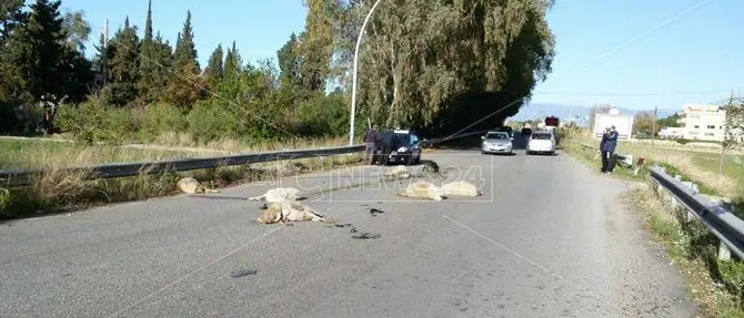 Strage di pecore a Pizzo, auto in corsa ne uccide sei