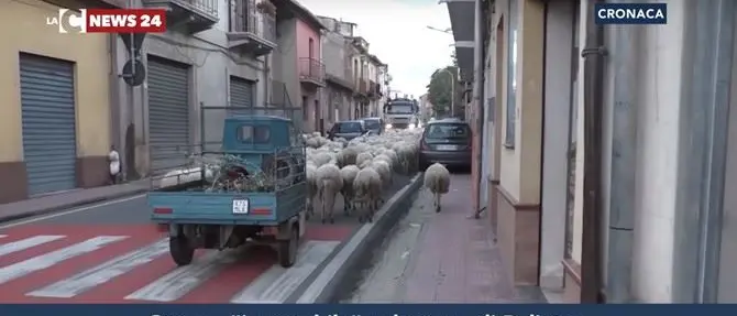 Il gregge del cugino del boss invade ogni giorno il centro abitato di Polistena (VIDEO)