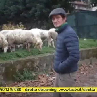 Tra le “pecore sacre” di Polistena ci sono anche quelle del compagno della consigliera (VIDEO)