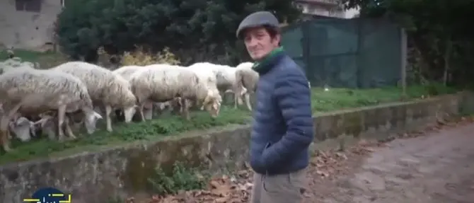 Tra le “pecore sacre” di Polistena ci sono anche quelle del compagno della consigliera (VIDEO)