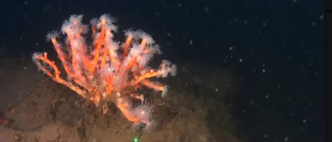 Un “tesoro” nella Baia di Nicotera: scoperte colonie di un pregiato corallo