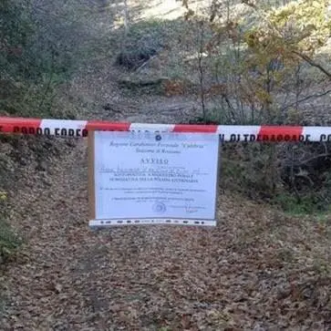 Tagliavano alberi senza autorizzazione, tre denunce nel Cosentino