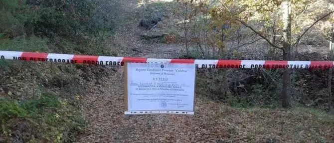 Tagliavano alberi senza autorizzazione, tre denunce nel Cosentino