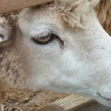 Gli animali del mostro di Gizzeria non saranno uccisi ma utilizzati nella pet therapy