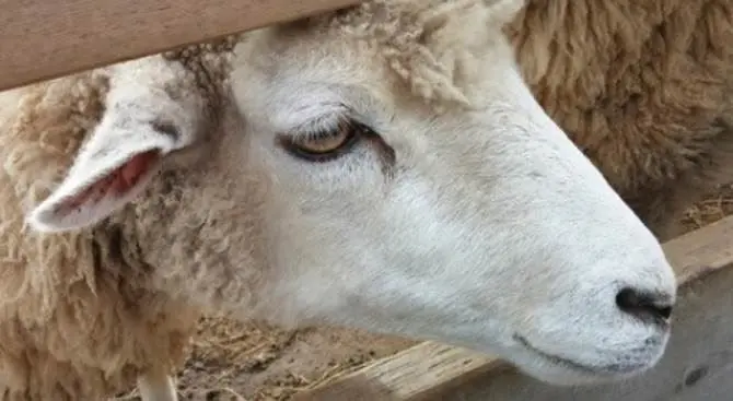 Gli animali del mostro di Gizzeria non saranno uccisi ma utilizzati nella pet therapy