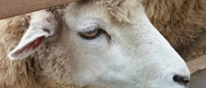 Gli animali del mostro di Gizzeria non saranno uccisi ma utilizzati nella pet therapy