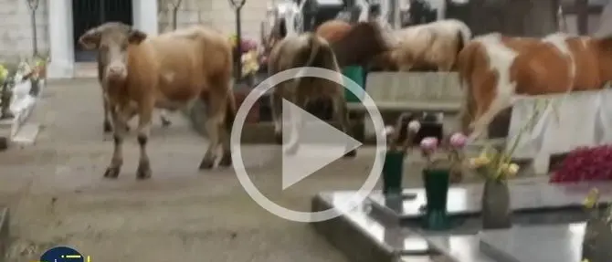 Vacche nel cimitero intente a brucare fiori freschi sulle tombe (Video)