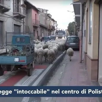 Polistena, multa salatissima per il titolare del “gregge sacro” che sversava nel fiume (VIDEO)