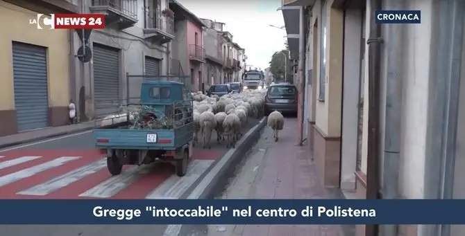 Polistena, multa salatissima per il titolare del “gregge sacro” che sversava nel fiume (VIDEO)