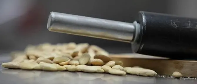 Torna il Festival del torrone di Taurianova, ecco il programma