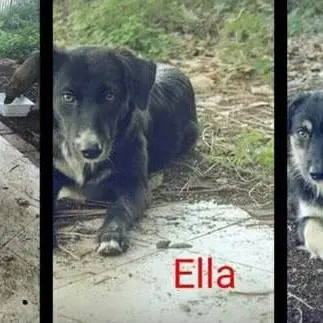 Palmi, avvelenati tre cuccioli: «Atto di crudeltà inaudita»