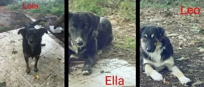 Palmi, avvelenati tre cuccioli: «Atto di crudeltà inaudita»