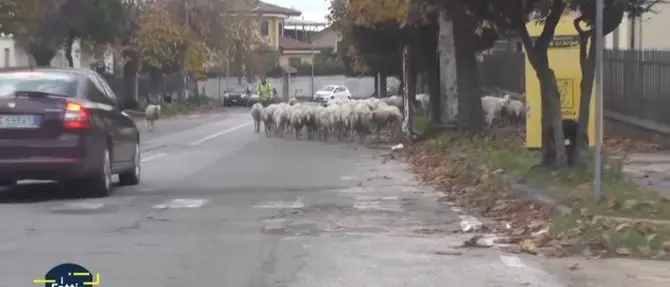“Pecore sacre”, in attesa del Consiglio comunale riavvolgiamo il nastro della storia (VIDEO)