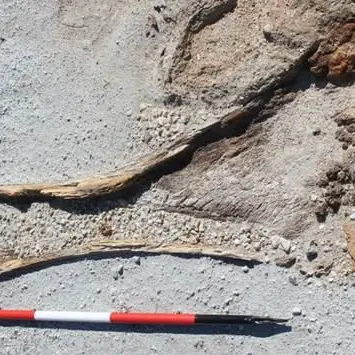 Gli elefanti preistorici della Calabria sbarcano sul National Geographic