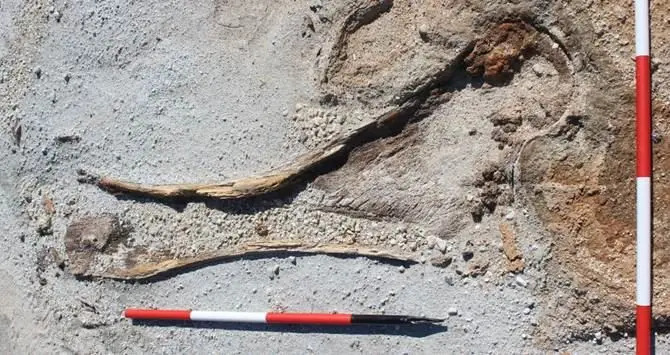 Gli elefanti preistorici della Calabria sbarcano sul National Geographic