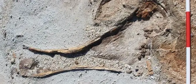 Gli elefanti preistorici della Calabria sbarcano sul National Geographic