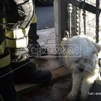 Lamezia, cucciolo incastrato in un cancello: salvato dai vigili del fuoco