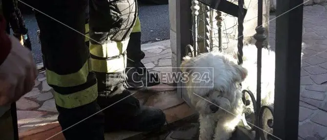 Lamezia, cucciolo incastrato in un cancello: salvato dai vigili del fuoco