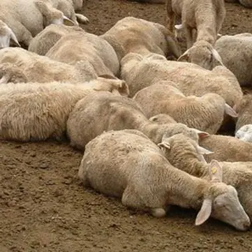 Casi “pecora pazza” nel Vibonese, l’Asp dispone l’abbattimento di 4 ovini