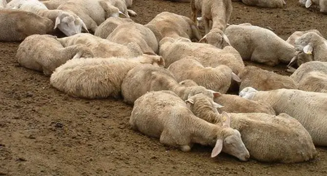 Casi “pecora pazza” nel Vibonese, l’Asp dispone l’abbattimento di 4 ovini