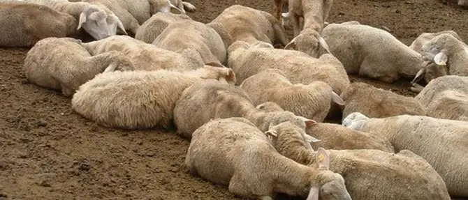 Casi “pecora pazza” nel Vibonese, l’Asp dispone l’abbattimento di 4 ovini