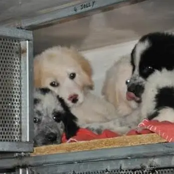 Cuccioli trasportati in cattive condizioni in un furgone, scatta il sequestro