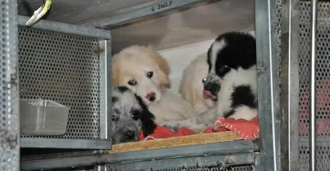 Cuccioli trasportati in cattive condizioni in un furgone, scatta il sequestro