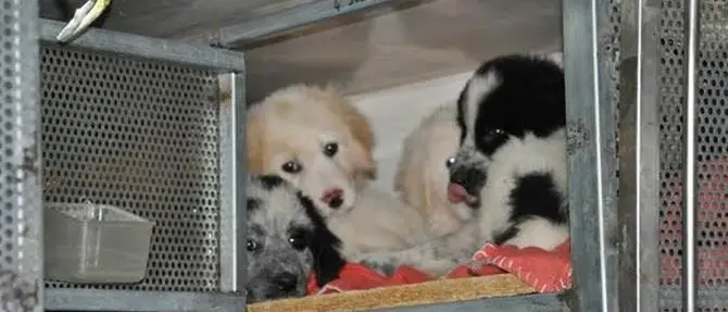 Cuccioli trasportati in cattive condizioni in un furgone, scatta il sequestro
