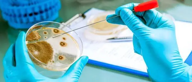 Carlopoli, provole contaminate: l’Asp lancia l’allarme